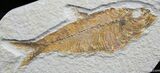 Good Sized Inch Knightia Fossil Fish #820-1